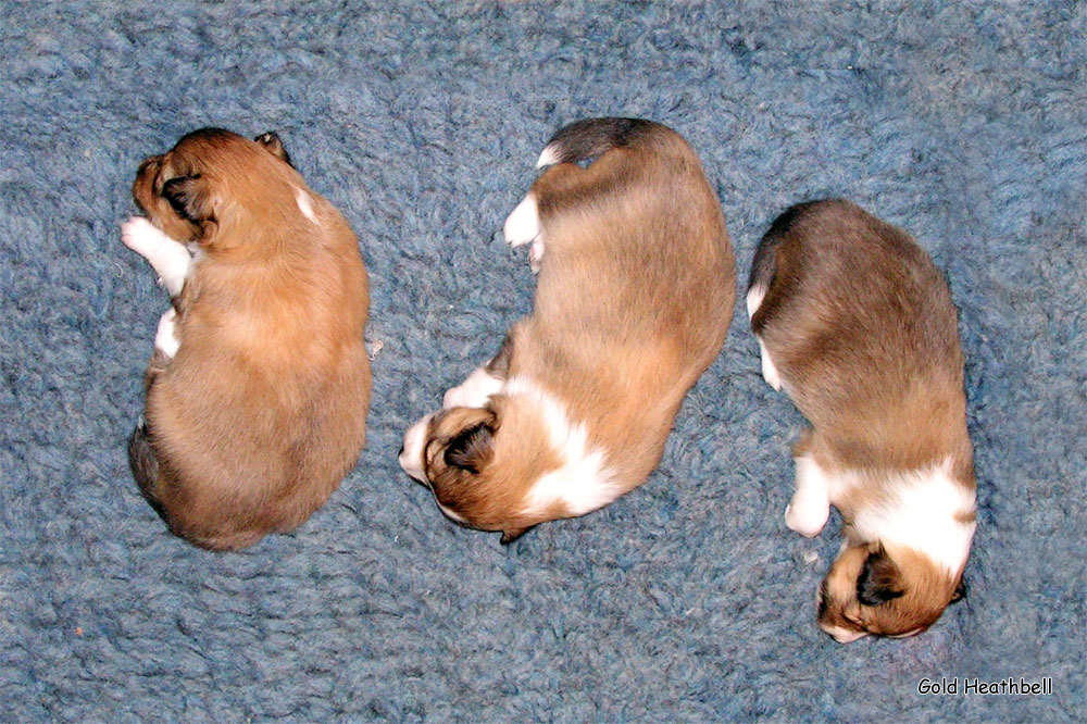 щенки шелти, питомник шелти, разведение шелти, ГОЛД ХИЗБЕЛЛ