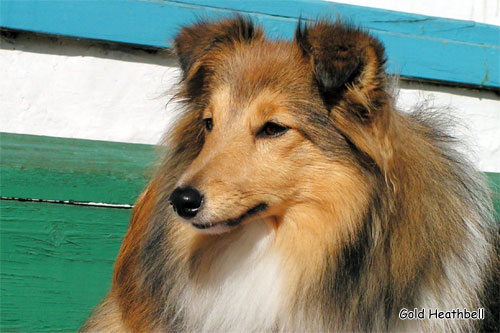 Tailory Made Тейлори Мейд, Tailory Made