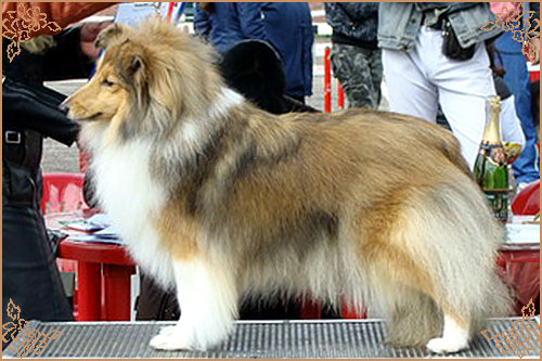Tailory Made Тейлори Мейд, Tailory Made