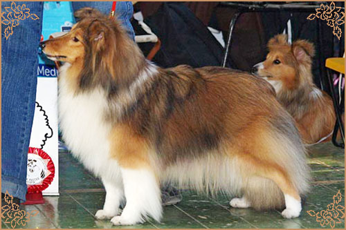 Tailory Made Тейлори Мейд, Tailory Made