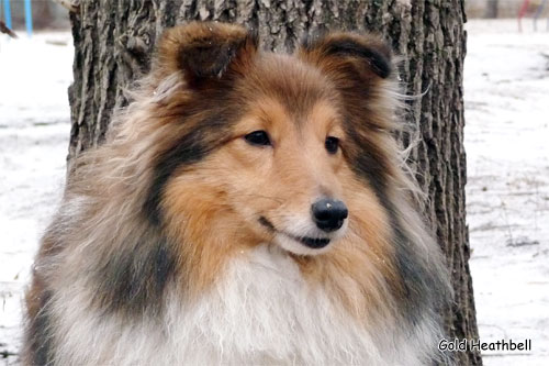 Tailory Made Тейлори Мейд, Tailory Made