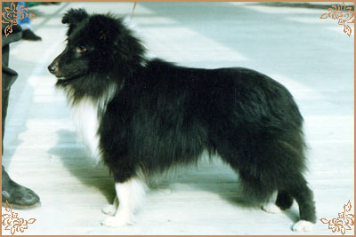 Coastal`s Little Verdi