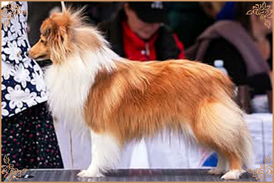 Karady Everlasting Golden Impression