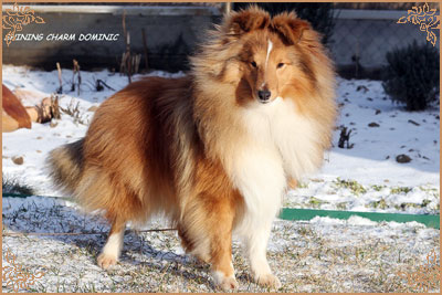 Шайнинг Чарм Доминик, Shining Charm Dominic