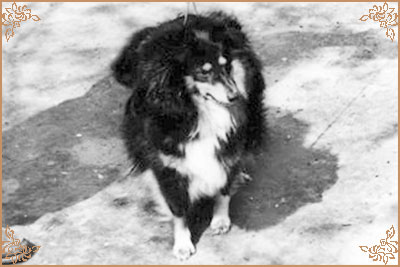 Олл Ин Блек Мариолан, All In Black Mariolan