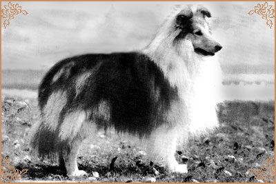 Amethrickeh The Wizard, Crufts Winners