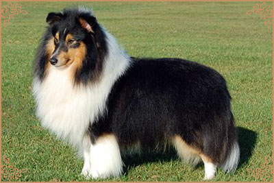 Amethrickeh`s Black Prince