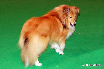 Arcot Time To Remember