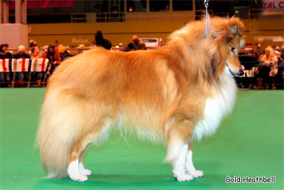 Arcot Time To Remember