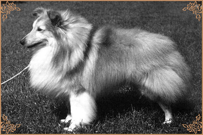 Balidorn White Ginger Balidorn White Ginger, Crufts Winners