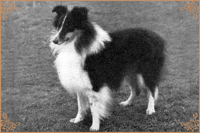 Black Swan of Scylla Black Swan of Scylla, Crufts Winners