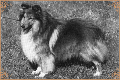 Blenmerrow Oak Apple Blenmerrow Oak Apple, Crufts Winners