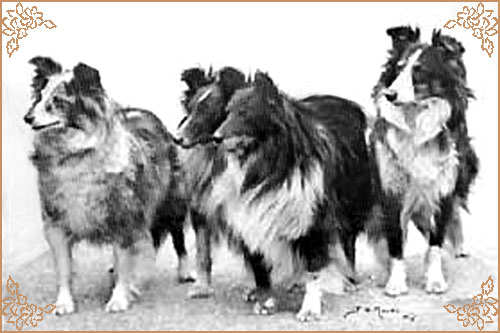 Uam Var of Houghton Hill, Crufts Winners