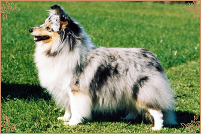 Blue Hopes And Dreams of Silver-Shadow, Crufts Winners