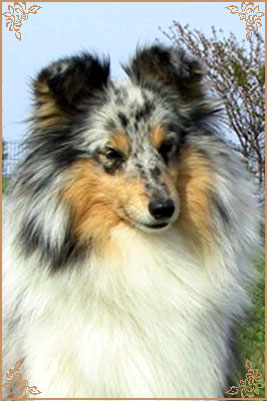 Blue Hopes And Dreams of Silver-Shadow, Crufts Winners