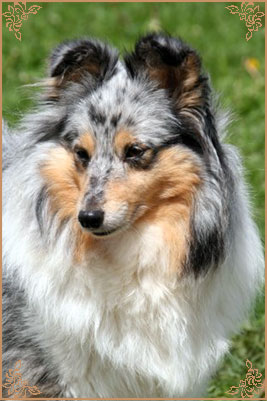 Blue Hopes And Dreams of Silver-Shadow, Crufts Winners