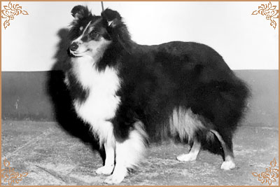 Bramble of Wytchfields Bramble of Wytchfields, Crufts Winners