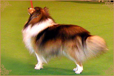 Brilyn Pick Pocket, Crufts Winners