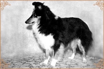 Button Bush of Wytchfields