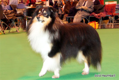 Chalmoor Stand And Stare Chalmoor Stand And Stare