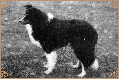 Clifford Pat Clifford Pat, Crufts Winners