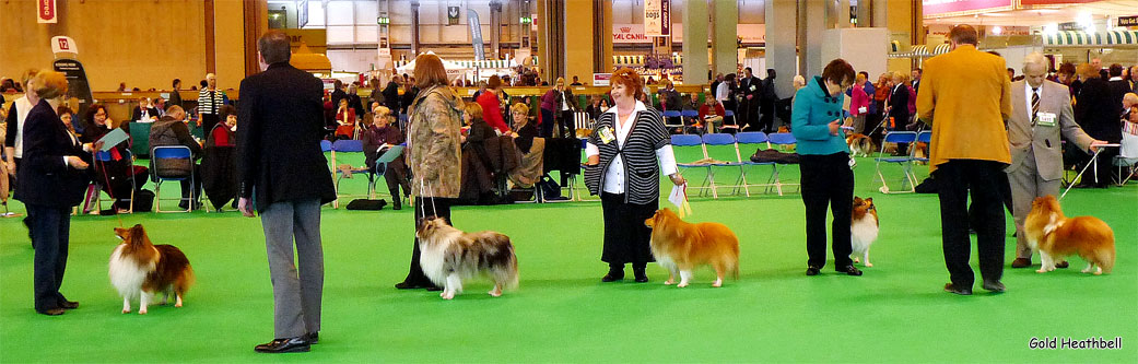 Winners of a class of Mid Limit Dogs