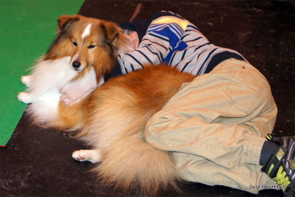 Crufts 2014, shetland sheepdog