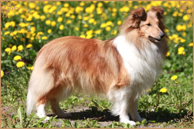 Дэйзи из Графского Поместья, Daisy iz Grafskogo Pomestija