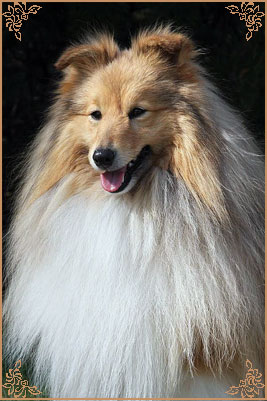 Дезитейл Блэйз Оф Глори, Daisytail Blaze Of Glory