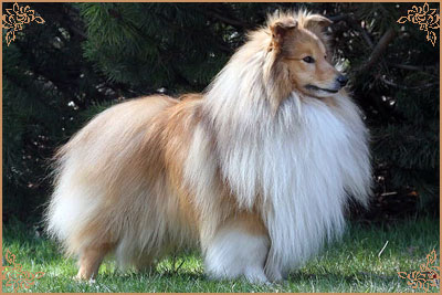Дезитейл Блэйз Оф Глори, Daisytail Blaze Of Glory