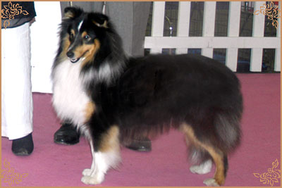 Daliyhaa Secret Weapon at Sevenoaks, Crufts Winners