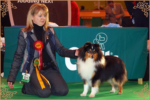 Daliyhaa Secret Weapon at Sevenoaks, Crufts Winners