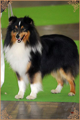 Daliyhaa Secret Weapon at Sevenoaks, Crufts Winners