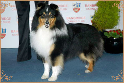 Daliyhaa Secret Weapon at Sevenoaks, Crufts Winners