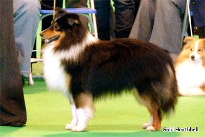 Daliyhaa Secret Weapon at Sevenoaks, Crufts Winners