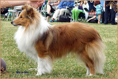 Degallo The Likely Lad, Crufts Winners