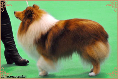 Degallo The Likely Lad, Crufts Winners