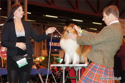 Degallo The Likely Lad, Crufts Winners