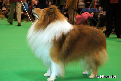 Degallo The Likely Lad, Crufts Winners