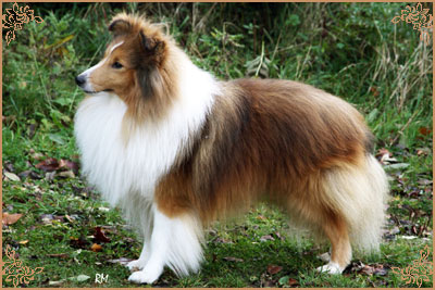 Degallo The Likely Lad, Crufts Winners