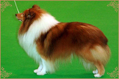 Degallo The Likely Lad, Crufts Winners