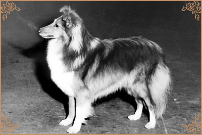 Deloraine Dilys of Monkswood, Crufts Winners