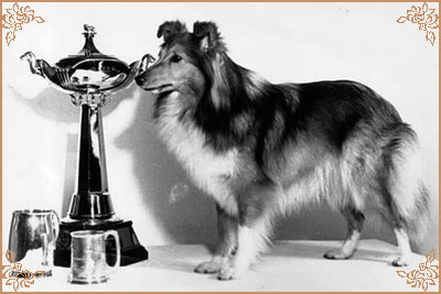 Deloraine Dilys of Monkswood, Crufts Winners