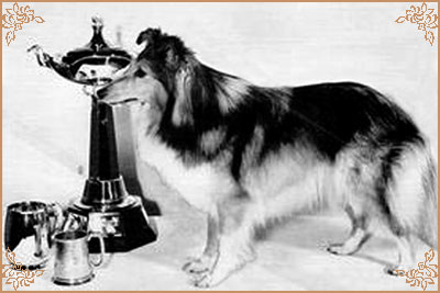 Deloraine Dilys of Monkswood, Crufts Winners