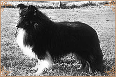 Deloraine Dog Star