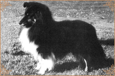 Deloraine Dog Star