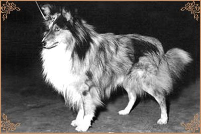 Dilhorne Blue Midnight, Crufts Winners