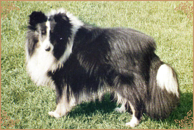 Dilhorne Norseman of Melvaig, Crufts Winners