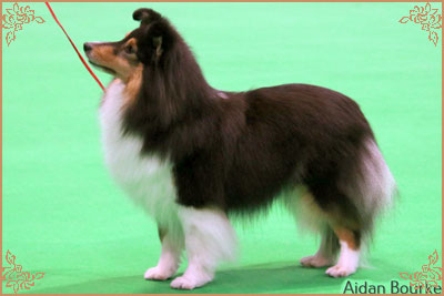 Dippersmoor Joie De Vivre at Sandwick, Crufts Winners