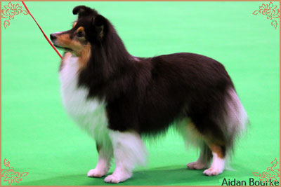 Dippersmoor Joie De Vivre at Sandwick, Crufts Winners